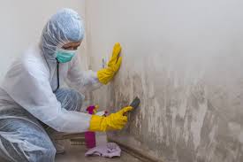 Trusted Newport, NC Mold Remediation Experts